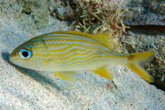 Goldspot Seabream, Gnathodentex aureolineatus, young ocean and sea tropical fish

