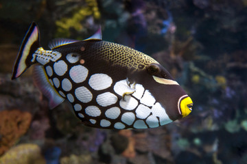 Tropical fish Clown triggerfish, Balistoides conspicillum - sea and ocean fish