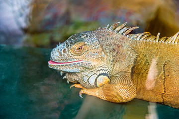 the green iguana opened its mouth, closeup