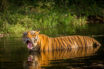 Fototapeta na wymiar Tiger Standing in a River Yawning with it's Tongue Out