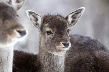 Deer in wintertime