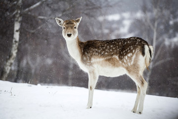 Deer in wintertime