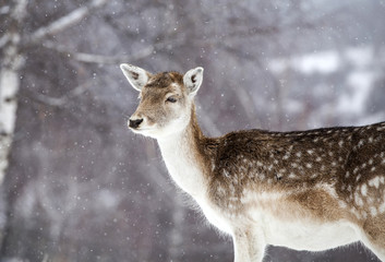 Deer in wintertime