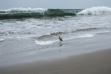 Sandpiper and Waves