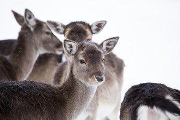 Deer in wintertime