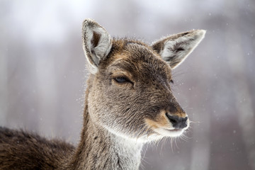 Deer in wintertime