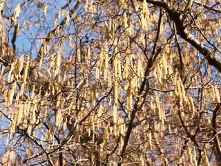 view of hanging catkins on tree in spring beautiful
