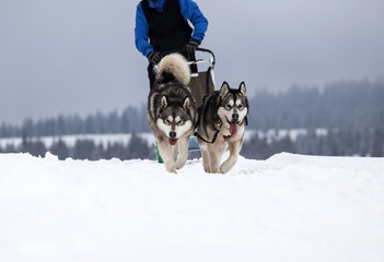 Sledding with husky dogs in Romania