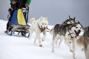 Naklejka premium Sledding with husky dogs in Romania