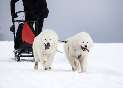 Sledding with spitz dogs in Romania