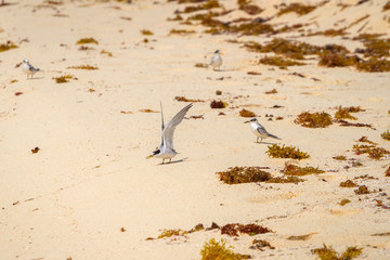The gull billed tern birds on the beach of Caribbean sea, Mexico