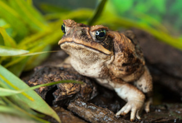 Toad aga in a natural habitat close-up.