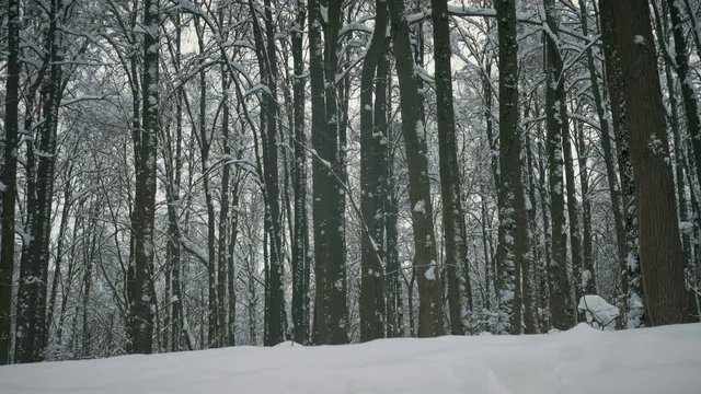 winter forest, trees and light snow falls