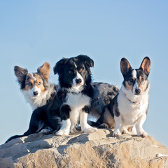 Naklejka na ściany i meble Group of short dogs on rock