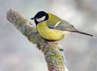 Great Tit in the winter background