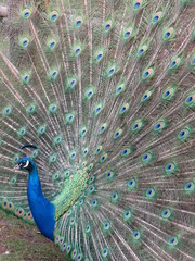 Obraz premium Stunning male peacock displaying tail