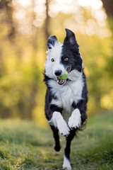 Border collie running 