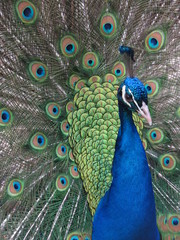 Stunning male peacock displaying tail
