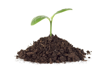 Small plant on pile of soil, white background