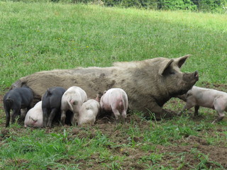 Mother pig with piglets suckling