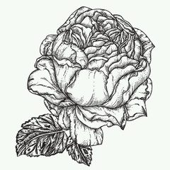 Rose flower engraving vector illustration