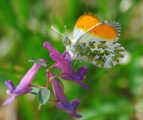 Butterfly on a wild flower