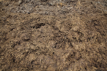 Heap of cow dung  ready to use in field in closeup