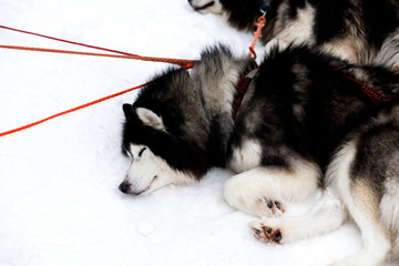 Sled dogs Siberian Husky in harness