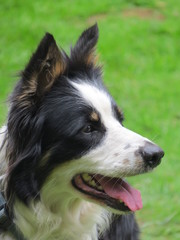 Gorgeous mixed breed dog portrait