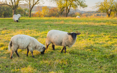 Sheep grazing at sunset in a field, Czech Republic 