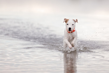 Terrier running in water