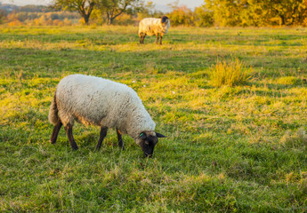 Sheep grazing at sunset in a field, Czech Republic 
