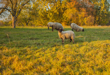 Sheep grazing at sunset in a field, Czech Republic 