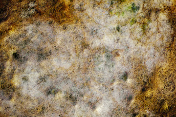 Dried seaweed on the sandy beach