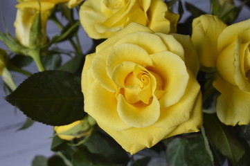 Beautiful yellow rose in full bloom
