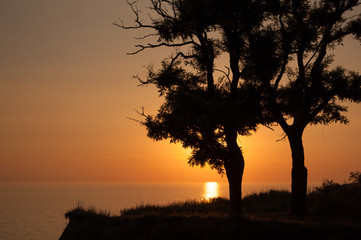 The sun rises behind two tree’s silhouette.