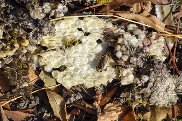 Destroyed hornet's nest. Drawn on the surface of a honeycomb hornet's nest. Larvae and pupae of wasps. Vespula vulgaris