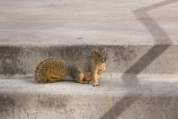 Cute squirrel sitting on the stairs. 