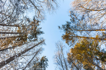 Tree tops of winter forest blue sky sunny day