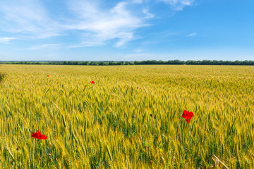 Golden wheat field.