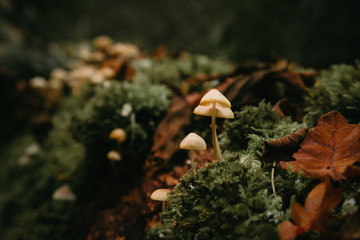Brown Mushroom Growing Through Moss