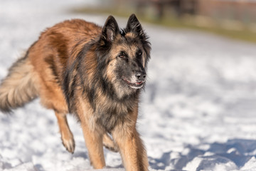 Tervueren - Dog running in the snow in winter - Belgian Shepherd 