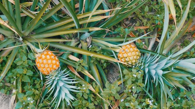 Pineapple plantation with ripe growing pineapple