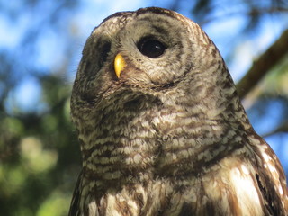 Sweet barred owl sitting on tree branch, Denman Island, BC, Canada