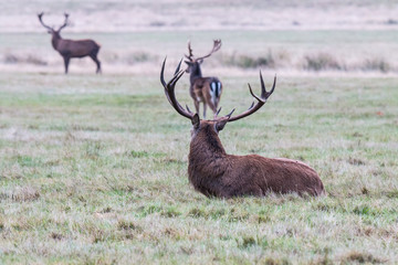 The deer of Richmond park, during the time of heat is a spectacle worth seeing with its great antlers ....