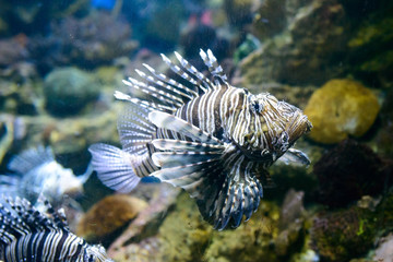 interior of The Barcelona aquarium (L'aquarium De Barcelona).