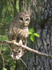 Sweet barred owl sitting on tree branch, Denman Island, BC, Canada