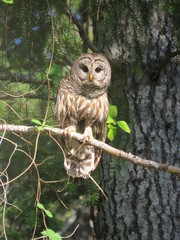 Sweet barred owl sitting on tree branch, Denman Island, BC, Canada