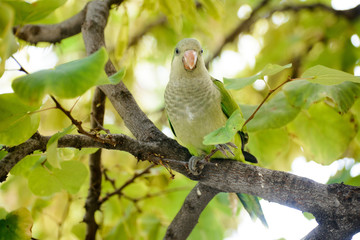 green parrot bird on wood branch