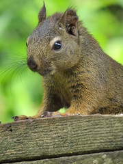 Garden squirrel on post, Denman Island, BC, Canada